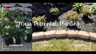 Mass Perennial Planting  Echinacea  Sedum  Veronica  Baby Joe Pye Weed [upl. by Brok]