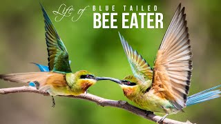 Blue Tailed Bee Eater habitat study behaviour  Indian birds [upl. by Ferriter]