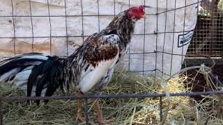 Gallo pava argentino con cubano gamefowl [upl. by Enitsirk14]