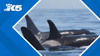 Endangered Southern Resident orcas return to Puget Sound [upl. by Silyhp]