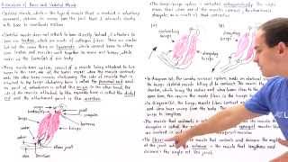 AgonistAntagonist Muscle Pairs [upl. by Ycats]