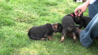 Kilcreggan Border Terrier puppies  9 weeks [upl. by Agata484]