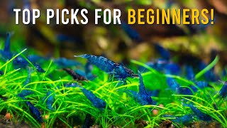 Dwarf Shrimp 🦐 5 Best EasyToKeep Species In A Freshwater Aquarium [upl. by Niawd]