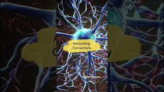 neurons and how they work neurons class 12  neurons animation  BrainFactsorg [upl. by Kwabena]