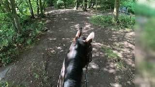 Kallie Horse  Lullingstone Country Park Bridleway on horseback in summer [upl. by Harland]