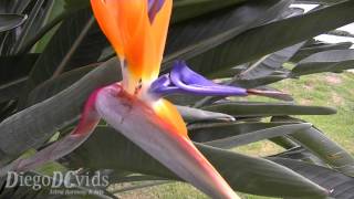 Strelitzia reginae  Crane Flower Strelitziaceae avedoparaíso estrelícia [upl. by Iey986]