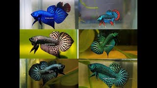 Wild betta Compilation of the most beautiful types by Franksbettas [upl. by Assirrak133]