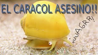 CARACOL MANZANA ASESINO ACUARIOS TROPICALES  ALEVINES DÍA 88  DIARIO DE UN ACUARIO [upl. by Onitram]