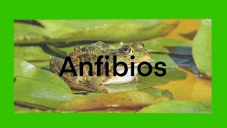 Anfibios 1 ESO Biología y Geología Aprende con Juan [upl. by Weisberg472]