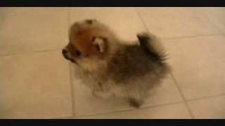 Pomeranian Puppieswmv [upl. by Giannini]