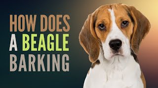 How do Beagles Bark Why do Beagles Bark so Loud and Do all Beagles Bark a Lot [upl. by Doro]