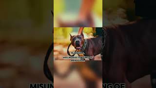 Why Is Pitbull Dog Dangerous [upl. by Koran]