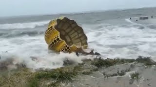 Yayoi Kusamas Pumpkin swept away by a typhoon in Japan [upl. by Eno]