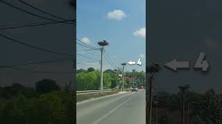 1 in a Million Moment  A family of 5 Storks one Nest to another [upl. by Lemor]