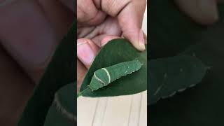 parsley wormLarvae of Actias alienawildlife discovery [upl. by Allecram]