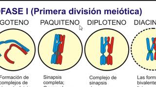 Dictioteno y Diploteno [upl. by Oberheim]