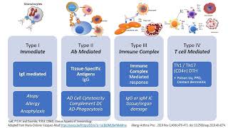 Hypersensitivity Types I to IV in less than 2 minutes [upl. by Tremayne]