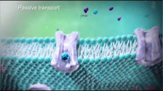 Active Transport amp Passive Transport  Cell Transport  Medical Animations [upl. by Adnol311]