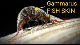 Gammarus fish skin [upl. by Neltiak]