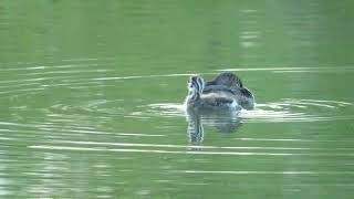 Piedbilled Grebe with sole surviving young [upl. by Gula918]