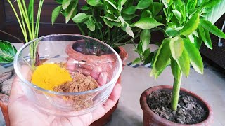 How to Keep Ants Away from Plants Naturally [upl. by Gorlicki]