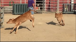 Baby Cows Playing Like School Kids [upl. by Notlimah]