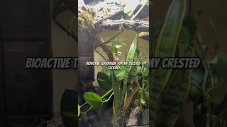 Bioactive Crested Gecko Terrarium [upl. by Rahs]