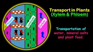 Transport in Plants Xylem amp Phloem [upl. by Nitsrik]