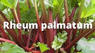 Rheum palmatum rhubarb plant containing anthraquione glycosides explain all pharmacological points [upl. by Nitza]