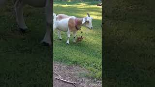 Momma goat puts daughter in check [upl. by Iggem]