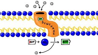 ATP Synthesis and Chemiosmosis in Photosynthesis [upl. by Dadivitan988]