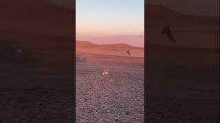 Peregrine falcon vs hubara bustard peregrinefalcon falcon hunting viralvideo viralshorts [upl. by Imyaj]