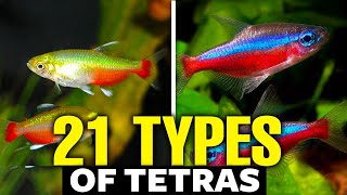 21 Types of Tetras For Aquariums 🐟 [upl. by Iiette]