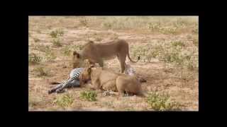 Unpredictable fight between lions and zebras  Saruni Samburu [upl. by Analaf]