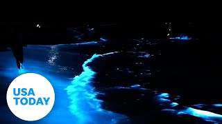 Rare bioluminescent algae lights up the ocean at night  USA TODAY [upl. by Anailuy]