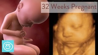 32 Weeks Pregnant What You Need To Know  Channel Mum [upl. by Ika525]