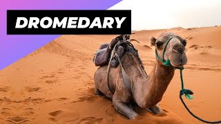 Dromedary 🐪 The Incredible Desert Survivors [upl. by Kelson]