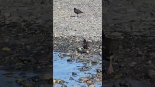 Shore birds of the pacific northwest birds shorebirds pacificnorthwest animals wildlife wil [upl. by Sallad716]