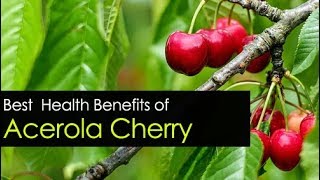 Acerola Cherry Benefits  Powder Extract and Seeds [upl. by Purpura534]