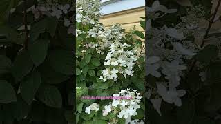 Hydrangea time of year flowers [upl. by Airotcivairam]