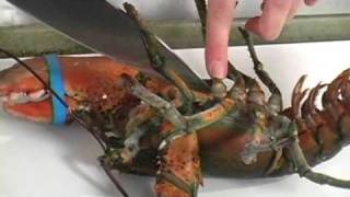 How to Kill and Cook a Lobster [upl. by Pump]