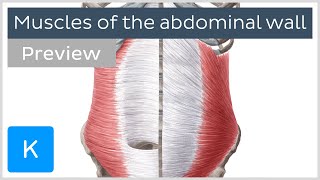 Muscles of the abdominal wall preview  Human Anatomy  Kenhub [upl. by Gloriane]