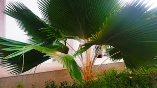 Mexican Fan Palm tree Washingtonia robusta [upl. by Dorita647]