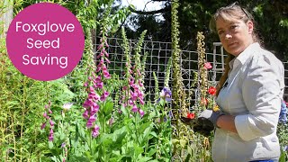 Foxglove flowers Seed Saving and Planting [upl. by Silyhp]