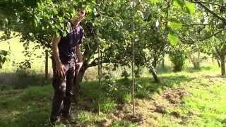 Supporting heavy cropping Apple Trees  Making Progs [upl. by Lolita]