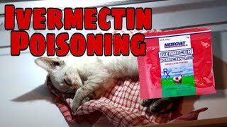 How to reverse IVERMECTIN TOXICITY OVERDOSE IN DOGS AND CATS REAL EVENTS [upl. by Fionna34]