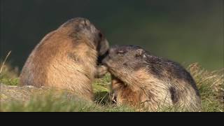 Im Reich der Murmeltiere  Überleben im Hochgebirge [upl. by Hagai]