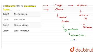 The secondary metabolite anthocyanin is obtained from………  CLASS 12  MULTIPLE CHOICE QUESTION [upl. by Euqinomod477]