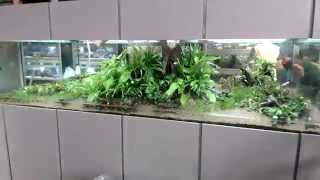 Guide Sådan kan du dekorere dit akvarium med aquaskaping [upl. by Ddat]