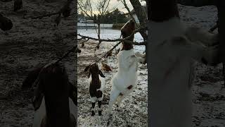 Ziegen Bock auf dem Bauernhof Weide im Schnee Österreich Gehege Anlage Hausziege Ziege Zicklein Geiß [upl. by Assiar]